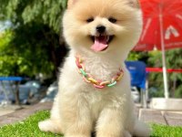 Safkan Pomeranian Boo Bebekler