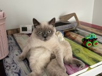 KARAKTERLİ BLUE POİNT KEDİMİZ