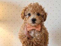POODLE TOY MUHTEŞEM BEBEKLER