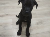 Orjinal cane corso yavrularım