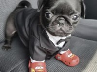 Pug Safkan Siyah