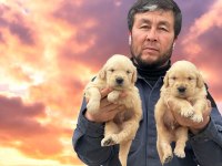 Golden çok sevimli yavrular ruhsatlı çiftlik
