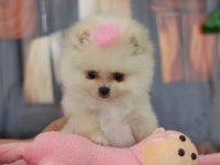 Orjinal Pomeranian boo yavrular