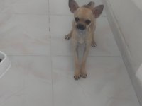 Tuvalet eğitimli chihuahua