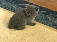 Scottish fold ve straight