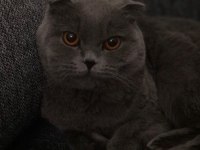Arkadaşlar 2 yıllık scottish fold kedimi sahiplendiriyorum