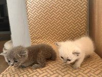 YAVRU KEDİLERİMİZ SAHİPLENDİRİLECEKTİR