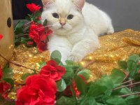 SAFKAN BRİTİSH SHORTHAİR GOLDEN POİNT