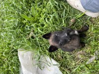 3 Aylık aşıları tam belçika kurdu