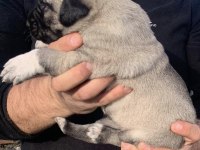 KANGAL YAVRU DEVLER YİNE MEYDANLARDA