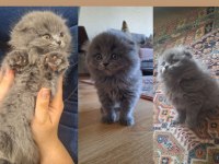 SCOTTİSH FOLD YAVRU KEDİMİZ YENİ SAHİBİNİ BEKLİYOR