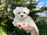 MALTESE TERRİER YAVRULARI