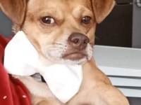 Ücretsiz 5 yaşında chihuahua cinsi oğlum
