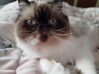 Safkan anne ve babadan iran kedisi