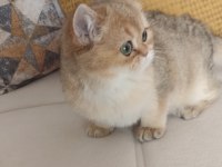 Çok güzel golden british shorthair iki kızımız