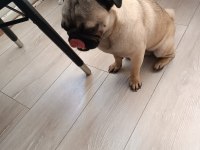 9 aylık pug
