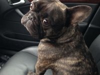 Dişi french bulldog