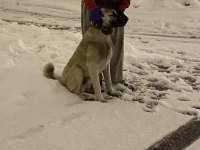 Çok güzel Kangal yavru 7 aylık