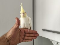 70 günlük yavru eğitim yapmaya uygun sultan papağanı