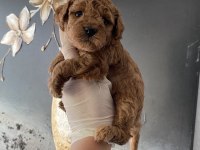 Safkan anne altından ev üretimi toy poodle