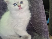 British Longhair Paşamız Hazır