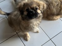 3 Aylık Erkek Pekinez Yavrusu (Babası İmperyaldir)