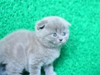 Mükemmel Gri Scottish Fold Shorthair 