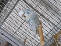 Show Jumbo Yavru Muhabbet Kuşlar