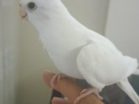 Erkek 7 Aylık Albino Sultan Papağanı Esenyurt Elden Teslim