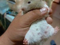 YUMUŞACIK DİŞİ 2 ADET ÇOK SEVİMLİ ELE ALIŞIK HAMSTER