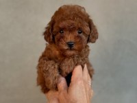EFSANE TOY POODLE YAVRULARI 