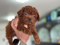 Petmode köpek çiftliğinden tea cup poodle yavrular