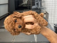 Toy Poodle Bebek