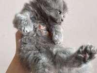 British Longhair Yavru