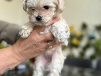 MALTİPOO HERAMIZA SICAK BİR YUVA ARIYORUZ