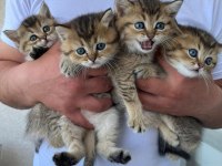Gold black british shorthair (Mavi gözlü)