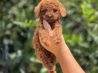 Irk ve sağlık garantili poodle yavrularımız