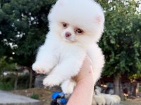 MİNİ BOY MİCRO TEACUP POMERANİAN