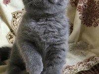 Blue british shorthair izmir