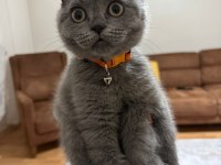 Scottish fold