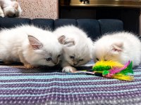 Safkan British Blue Point Yavru Kediler