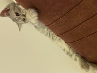 British shorthair 4 aylık