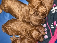Dark renk kore teacup poodle bebekler REZERVE