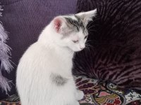 KEDİMİZ BULUT OĞLUMUZA YUVA ARIYORUZ