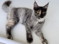 XL Mainecoon Yavruları