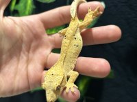 Crested Gecko Adult Sub Adult Dişi Erkek