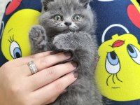 British shorthair dişi yavrular teslime hazır