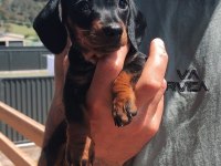 Dişi erkek dachshund yavrularım sevgi dolu yuva arıyorum
