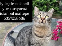 Tekir Sokağa Atıldı Araba Ezdi