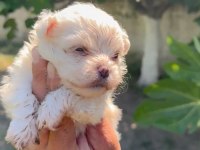 Maltese yavru minyatür boy
